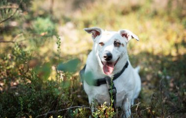 Mutlu beyaz bir köpek yemyeşil bir ormanda oturmuş ağaçların arasından süzülen sıcak güneş ışığının tadını çıkarıyor.