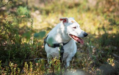 Mutlu beyaz bir köpek yemyeşil bir ormanda oturmuş ağaçların arasından süzülen sıcak güneş ışığının tadını çıkarıyor.