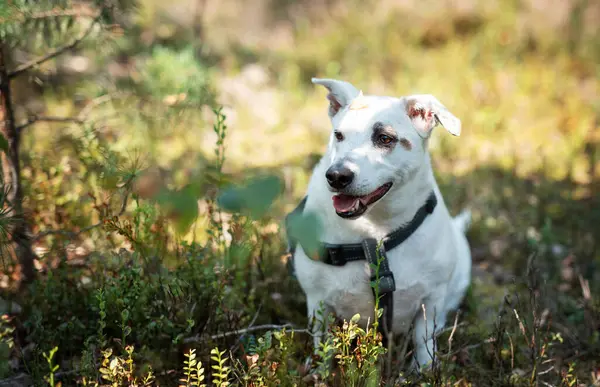 Mutlu beyaz bir köpek yemyeşil bir ormanda oturmuş ağaçların arasından süzülen sıcak güneş ışığının tadını çıkarıyor.