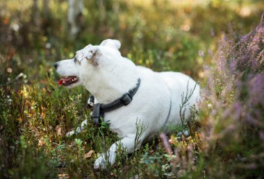 Mutlu bir köpek, yumuşak bir çimen parçasında uzanıyor. Sıcak güneş ışığı altında, rengarenk kır çiçekleriyle çevrili. Doğada huzurlu bir anın tadını çıkarıyor..