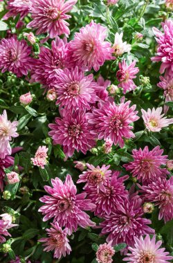 Bereketli bir kasımpatı demeti parlak bir bahçe ortamında göz kamaştırıcı bir mor ve pembe çiçek dizisi sergiliyor. Sonbahar güzelliğinin özünü yakalıyor..