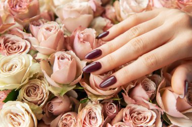 Kestane renkli çivilerle süslenmiş zarif bir el çeşitli pembe ve krem güllerin arasına nazikçe yerleştirilir. Zarif bir çiçek dekoru oluşturur..