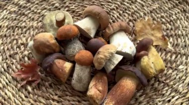 Türlü taze mantar ve bitkiler.