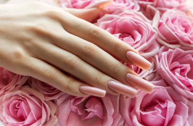 Yumuşak pembe güller, güzel manikürlü bir eli, cilalanmış tırnaklarıyla sarar. Doğal ışıkta zarif bir kontrastlık yaratır. Çiçeksel güzelliği ön plana çıkarır..