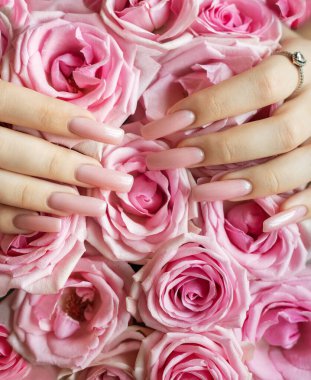 Uzun kare balerinli eller pembe tırnaklar taze pembe güllere dokunuyor.