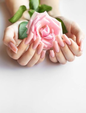 Uzun, pembe, manikürlü elleri beyaz arka planda pembe bir gül tutuyor.