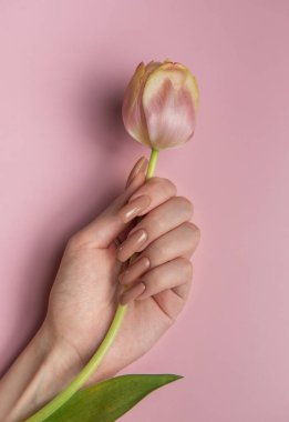 Mükemmel manikürlü bir kadının eli pembe arka planda pembe bir lale tutuyor.