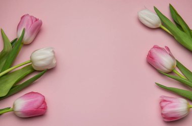 Pembe ve beyaz laleler pembe arkaplan üzerinde bir sınır oluşturarak metin veya tasarım elementleri için alan sunar