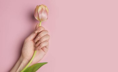 Mükemmel manikürlü bir kadının eli pembe arka planda pembe bir lale tutuyor.