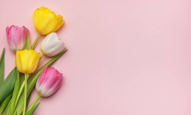 Pembe bir zemin üzerine dizilmiş renkli laleler, fotokopi alanı ile canlı bir bahar sınırı oluşturuyor