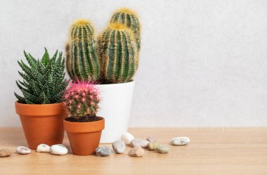 Dekoratif taşlarla dolu ahşap bir masanın tepelerinde büyüyen kaktüslerin ve sulu suların çeşitliliği rahat bir atmosfer yaratıyor.