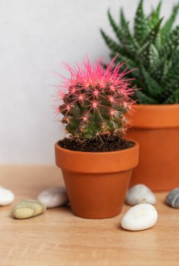 Biri canlı pembe dikenli iki küçük saksı sulu, dağınık çakıl taşlarıyla ahşap bir yüzeye oturur.