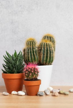 Dekoratif taşlarla dolu ahşap bir masanın tepelerinde büyüyen kaktüslerin ve sulu suların çeşitliliği rahat bir atmosfer yaratıyor.