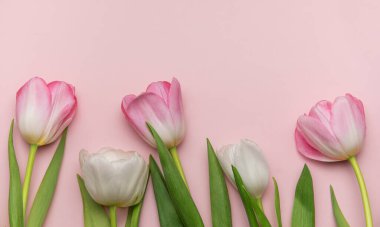 Pembe ve beyaz laleler pembe arka planda güzel bir sınır oluşturuyor. Bahar kutlamaları için mükemmel.