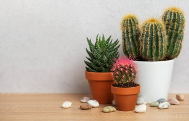 Terracotta tencerelerinde yetişen ve ahşap bir yüzeyde çakıl taşlarıyla süslenmiş kaktüslerin ve sulu suların çeşitliliği.