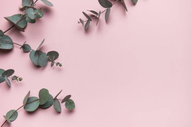 Okaliptüs dalları pembe bir zemin üzerine dizilmiş, kopyalama alanı olan doğal bir çerçeve yaratıyor.