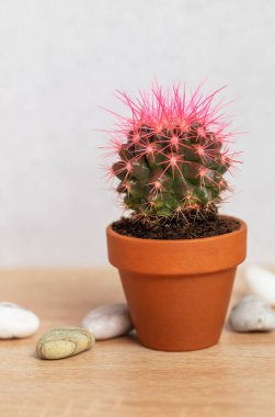 Küçük pembe kaktüs bitkisi, açık gri bir duvara karşı ahşap bir masada dekoratif taşlarla sergilenir.