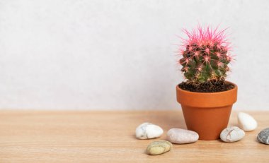 Küçük pembe kaktüs bitkisi, açık gri bir duvara karşı ahşap bir masada dekoratif taşlarla sergilenir.