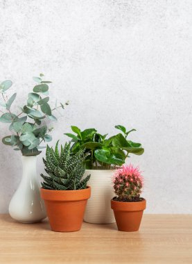 Saksı bitkileri ve okaliptüs dalları ahşap bir yüzeye dizilmiş, dokulu bir duvara karşı, rahat bir ev atmosferi yaratıyor.