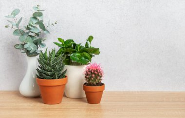 Saksı bitkileri ve okaliptüs dalları ahşap bir yüzeye dizilmiş, dokulu bir duvara karşı, rahat bir ev atmosferi yaratıyor.