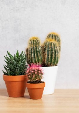 Tahta bir yüzeyde beyaz ve terakotta tencerelerinde büyüyen kaktüslerin ve sulu suların çeşitliliği rahat ve doğal bir atmosfer yaratır.