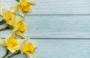 Bir grup sarı nergis, açık mavi ahşap kalasların üzerinde duruyor.