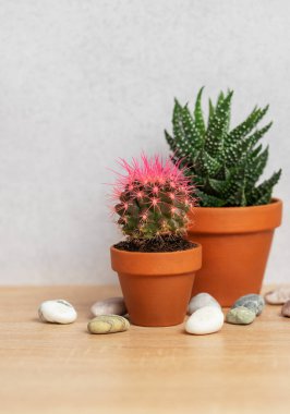 İçinde pembe bir kaktüs ve sulu bir bitki bulunan iki küçük terracotta tenceresi dekoratif taşlarla ahşap bir yüzeye yerleştirilir.