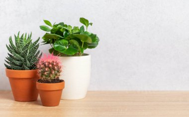 Beyaz duvara karşı ahşap yüzeyde oturan çeşitli saksılarda çeşitli ev bitkileri rahat ve davetkar bir atmosfer yaratıyor.