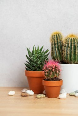 Terracotta tencerelerinde yetişen ve ahşap bir yüzeyde çakıl taşlarıyla süslenmiş kaktüslerin ve sulu suların çeşitliliği.