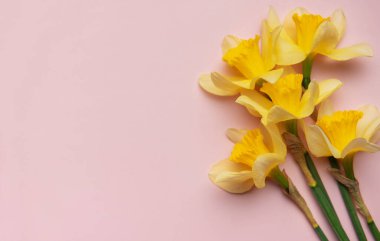 Sarı nergis çiçekleri pembe bir yüzeyde duruyor.