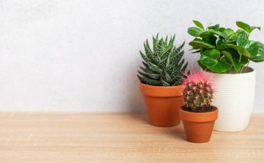 Beyaz duvara karşı ahşap yüzeyde oturan çeşitli saksılarda çeşitli ev bitkileri rahat ve davetkar bir atmosfer yaratıyor.