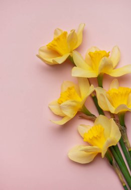 Sarı nergis çiçekleri pembe bir yüzeyde duruyor.