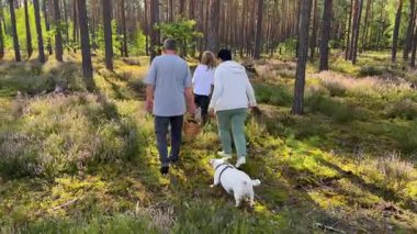 Aileler güneşli bir orman yolunda köpekleriyle keyifli bir yürüyüş yapıyorlar.