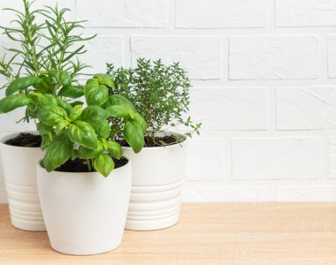 Fesleğen, biberiye ve kekik gibi otlar beyaz tuğla bir duvara karşı ahşap bir masada beyaz tencerelerde gelişir ve yeni ve davetkar bir mutfak sahnesi yaratır.