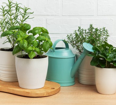 Biberiye, fesleğen, kekik ve kekik gibi otlar su dolu bir teneke kutunun yanında gelişerek canlı bir bahçe sahnesi yaratıyor.