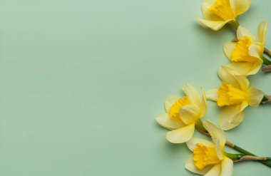 Sarı nergisler pastel yeşil arka planda düzenlenmiştir. Fotokopi alanı ile neşeli bir bahar selamı sunar.
