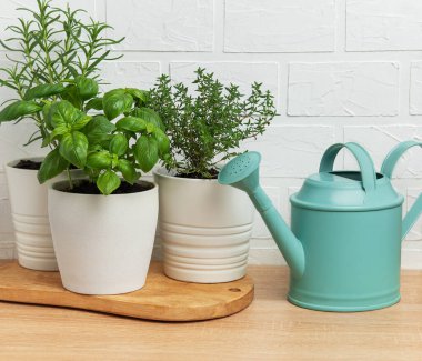 Biberiye, fesleğen ve kekik ile sulandırma sıcacık bir mutfak bitkisi bahçesi oluşturabilir.