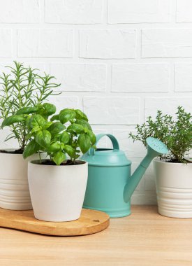 Tencerelerde taze otlar yetişiyor. Tahta bir masada, beyaz tuğla bir duvara yaslanmış vaziyette. Sıcak bir mutfak bahçesi atmosferi yaratıyor.