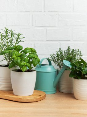 Biberiye, fesleğen, kekik ve kekik gibi otlar su dolu bir teneke kutunun yanında gelişerek canlı bir bahçe sahnesi yaratıyor.