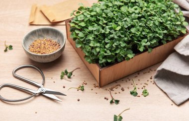 Tahta kutuda tohum ve makas ile yetişen taze biçilmiş mikro yeşiller.