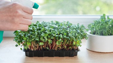Bahçıvanın pencerenin kenarındaki konteynerlerde büyüyen taze mikro yeşilliklere su püskürtmesini kapatın.
