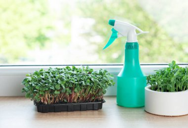 Pencere kenarındaki saksılarda ve kaplarda büyüyen mikro yeşiller sprey şişesiyle sulanır.