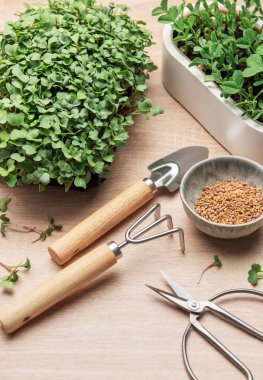 Mikroçim, bahçe aletleri ve tohumlar ahşap bir masaya dizilmiş, sağlıklı filizler yetiştirme sürecini gösteriyor.