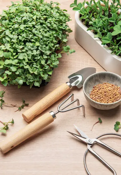 Mikroçim, bahçe aletleri ve tohumlar ahşap bir masaya dizilmiş, sağlıklı filizler yetiştirme sürecini gösteriyor.