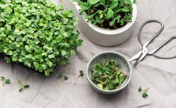 Mikro yeşiller hasat edilir ve yemeye hazırdır, sağlıklı beslenme ve sürdürülebilir kentsel tarım uygulamaları teşvik edilir