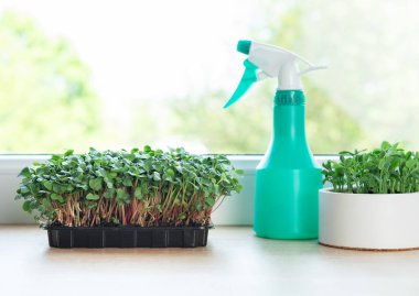 Pencere kenarındaki saksılarda ve kaplarda büyüyen mikro yeşiller sprey şişesiyle sulanır.
