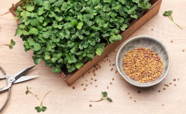 Tahta kutuda tohum ve makas ile yetişen taze biçilmiş mikro yeşiller.