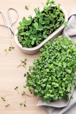 Tahta bir masada makasla taze mikroyeşillikler yetiştiriliyor sağlıklı beslenme ve kentsel çiftçiliği teşvik ediyor.