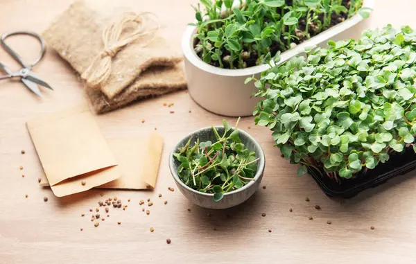 Mikroçim, tohum ve bahçe aletleri ahşap bir masa üzerinde düzenlenir, ev yetiştirme seti sergilenir