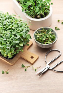 Tahta masadaki makaslarla kaplarda büyüyen taze mikro yeşiller hasat için hazır.